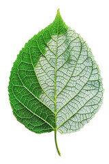 Obraz premium Close-Up of Green Leaf with Detailed Veining