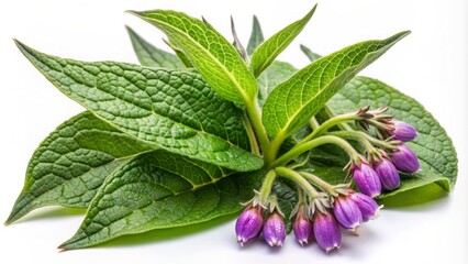 Obraz premium Comfrey herb Symphytum officinale with oval leaves and small purple flowers isolated on a plain white background for medicine use.
