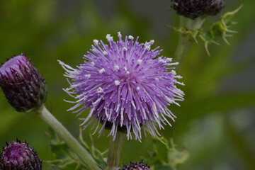 Canada thistle, or Field thistle