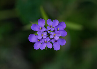 Wild candytuft, or Rocket candytuft, violet