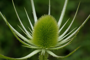 Wild teasel, or Fuller's teasel seed head, fresh