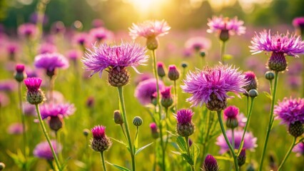 Fototapeta premium Delicate purple flowers of Common knapweed bloom amidst lush green meadow foliage on a sunny day with soft focus background.