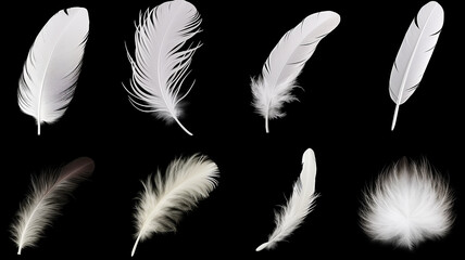 Obraz premium A set of different white fluffy bird feathers on a black background