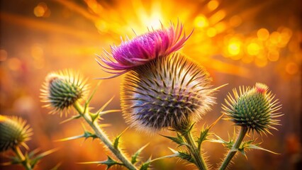 Obraz premium Vibrant, high-definition image of a delicate, prickly thistle flower centered against a warm, rustic autumnal background, radiating a soft, ethereal glow.