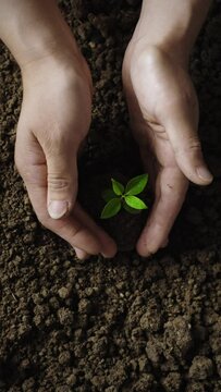 hands hold the new seedling to be planted in the soil
