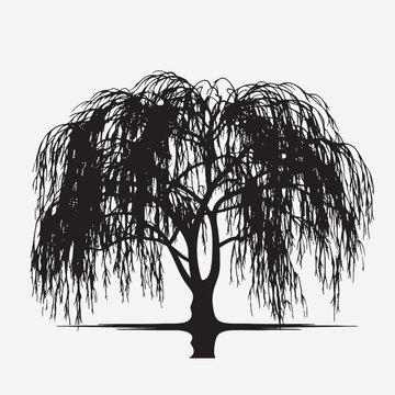 recommend clip art: black silhouette of willow tree isolated white background