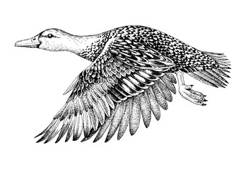 Mallard duck flying hand drawn vector