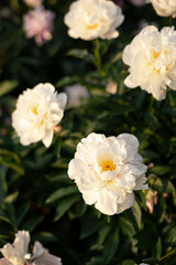 White peony flowers in the garden close up	