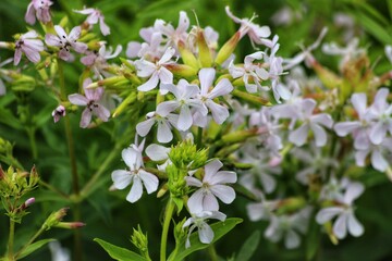 Saponaria officinalis, common soapwort in garden.