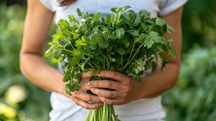 Fototapeta premium close-up of a woman holding coriander in her hands. Selective focus