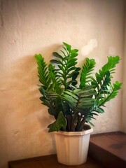 green plant in the pot