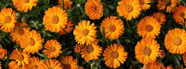 close up of calendula flowers. Selective focus