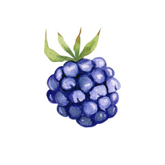 Watercolor hand drawn illustration of blackberry. Bramble berry summer fruit element