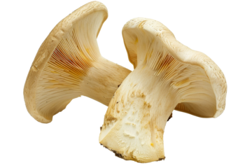Close up Oyster or trumpet mushrooms isolated on background, fungi with high nutrients and protein.