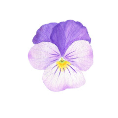 Watercolor realistic botanical illustration of pansy flower. Spring blue viola