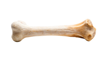 Single bone isolated on a white background
