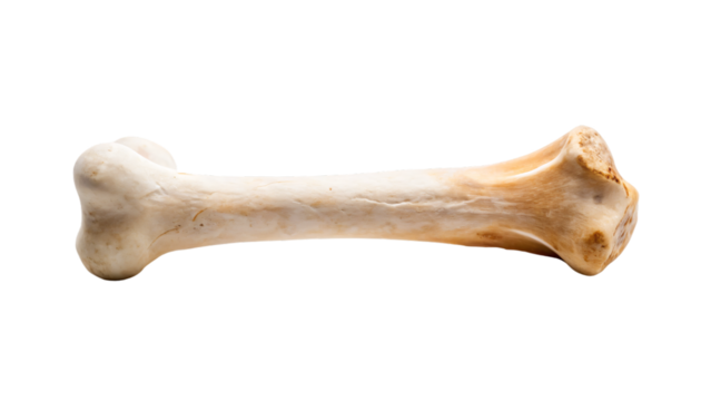 Single bone isolated on a white background