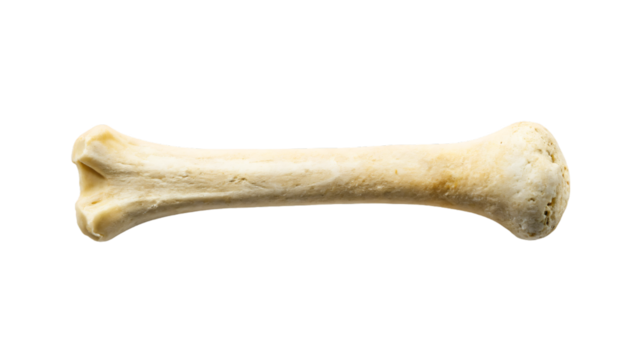 Single bone isolated on a white background