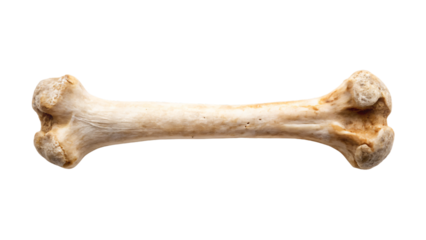 Single bone isolated on a white background