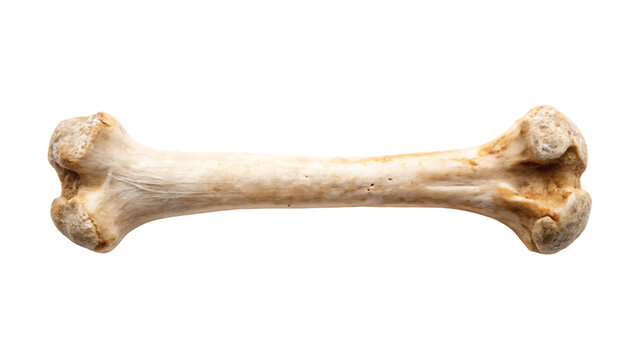 Single bone isolated on a white background