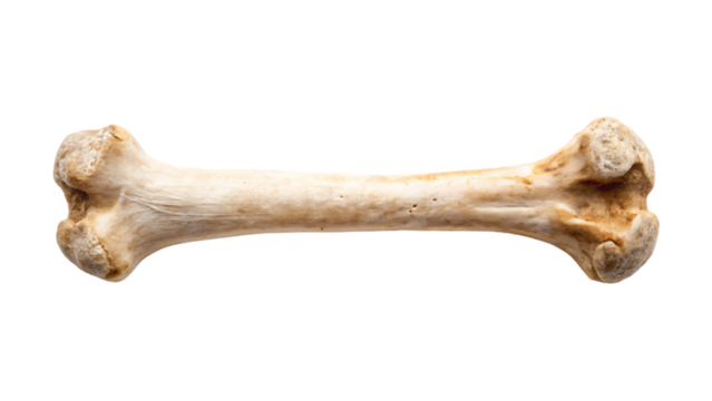 Single bone isolated on a white background