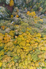 aerial drone view of autumn deciduous forest