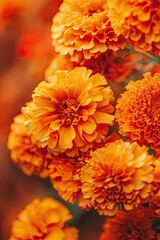 close-up of marigold flowers. Selective focus