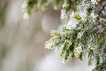 Beauté hivernale : sapin givrée enneigé décoratifs dans un paysages hivernaux sereins