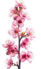 Fototapeta premium Branch of Pink Cherry Blossoms in Full Bloom