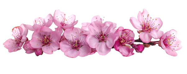 Fototapeta premium Pink Cherry Blossoms in Full Bloom