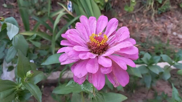 Zinnia Elegans or Old Maid pink flower