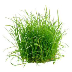 Dense Tuft of Green Grass