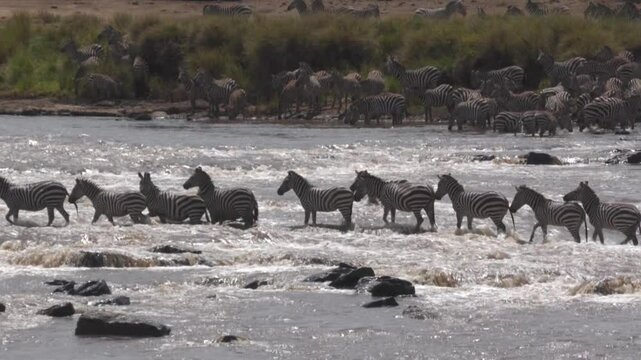 Zebras crossing the mara river during the migration season.