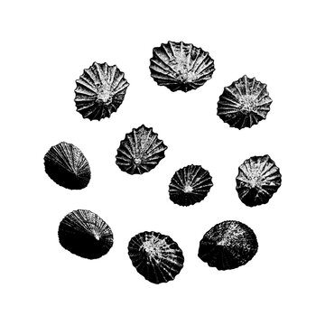 Limpets hand drawing vector isolated on background.