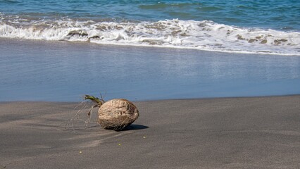 coconut on the beach