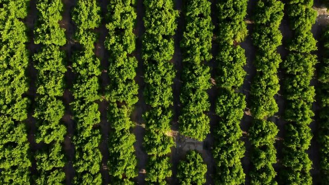 Green orange trees captured from the air with a drone