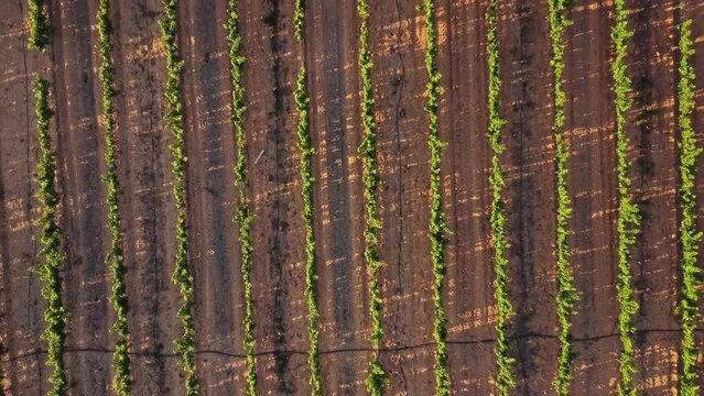 Aerial view moving away from green vineyards in the countryside