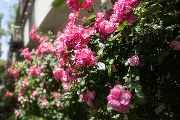 pink and white flowers
