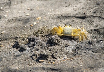 crab on sand