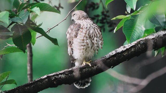 The Shikra (Accipiter badius) also called Littlle Banded Goshawk is a small bird of prey with a long, barred tail and powerful wings - Shikra juvenile 4k vertical video