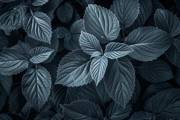 Fototapeta premium Black and white leaves pattern, abstract foliage texture background, monochrome nature concept for banner design or wallpaper. 