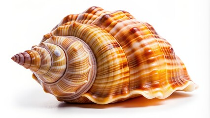 Obraz premium Isolated bright spiral seashell conch for decoration, spiral, seashell, conch, isolated, bright, decoration, element, marine