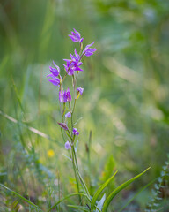 Orchid Red helleborine (Cephalanthera rubra) on green background. Closeup of a flowering red helleborine orchid.