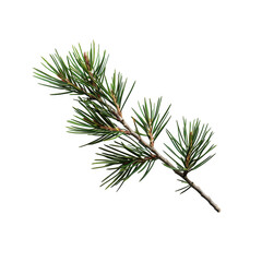 Sprig of Pine Needles with Green Foliage