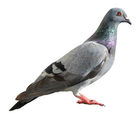 Dove. Gray Domestic Pigeon with Red Eyes. Common Urban Bird. Profile view.