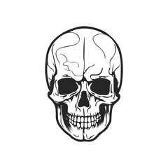 skull hand drawn vector illustration