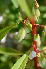 Garden balsam fruit