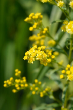 Solidaster Lemore flowers