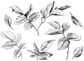 Hand drawn branch vintage illustration. Rose leaf isolated collection element on white background. Black and white hand drawn branch vintage engraved ink art.