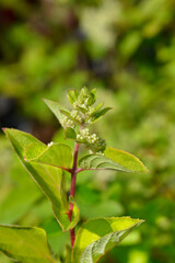 Paniculate hydrangea Silver Dollar flower buds